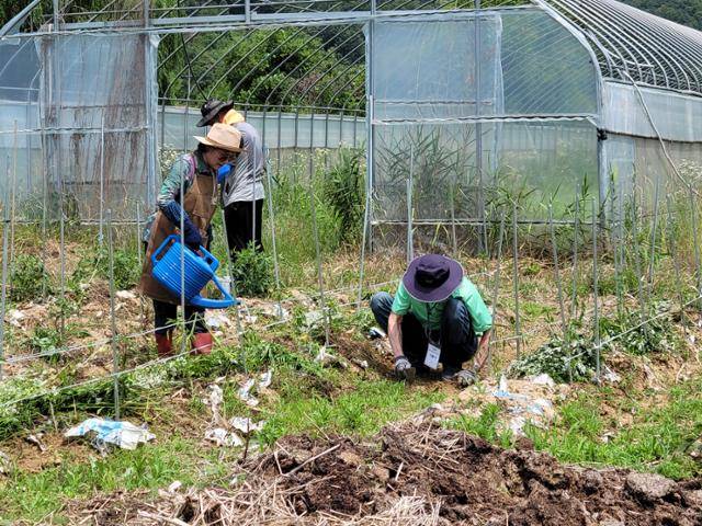 가평군 청평면 귀촌귀농학교에서 자연농법으로 텃밭가꾸기 교육이 진행되고 있다. 공감21 제공