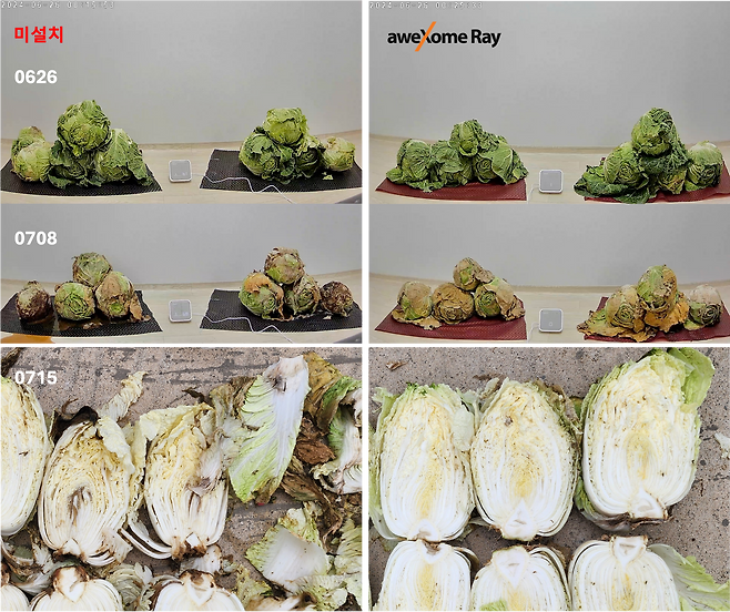 일반 환경에 둔 배추(왼쪽)와 에어썸으로 공기질을 관리한 환경에 둔 배추(오른쪽)를 비교한 모습. /어썸레이