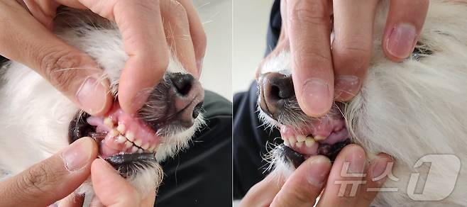 송곳니와 앞니가 모두 짧게 갈려있는 메이 ⓒ 뉴스1 한송아 기자