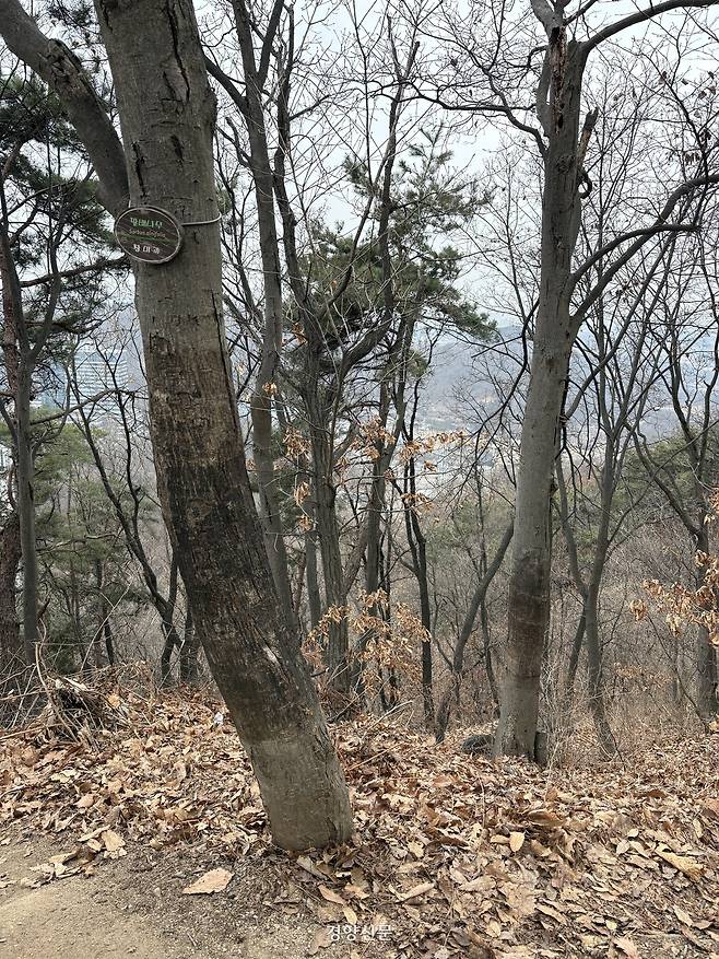 서울 은평구 봉산 등산로 인근 나무들. 끈끈이 롤트랩이 감겼던 부분은 색깔이 유난히 진하다. 오경민 기자