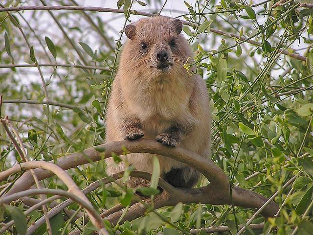 바위너구리는 국내의 동물원 수의사들도 진단 경험이 적어 질병 정보가 정확하게 전해지지 않은 상태이지만 화이트리스트에 올랐다. 위키미디어 코먼스 *이해를 돕기 위한 자료 사진입니다.