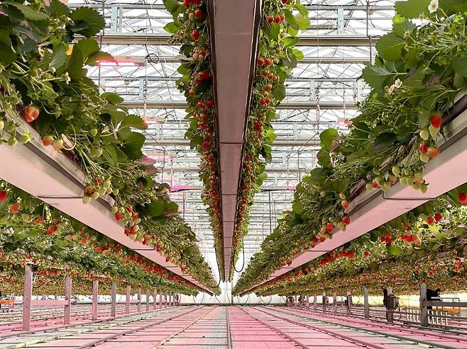 그린플러스의 딸기 스마트팜 모습. 그린플러스 제공