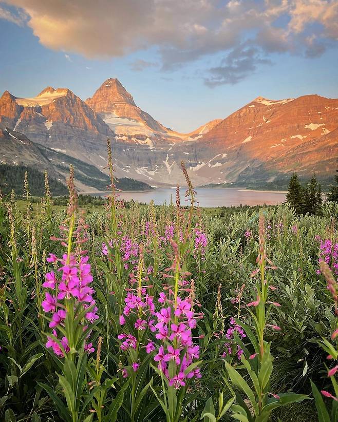 카나나스키스 수목한계선(해발 2000m 일대)엔 야생화가 많이 핀다.