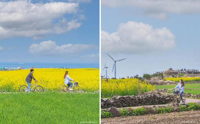 가파도는 유채꽃과 청보리를 함께 감상할 수 있는 섬이다. /사진=한국관광공사