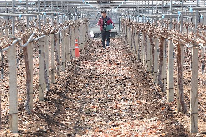 봄맞이해 포도밭에 비료 뿌리는 농민 (대구=연합뉴스) 박세진 기자 = 7일 경북 경산시 남방동 한 포도밭에서 양모(70대)씨가 비료를 뿌리고 있다. 2025.3.7 psjpsj@yna.co.kr