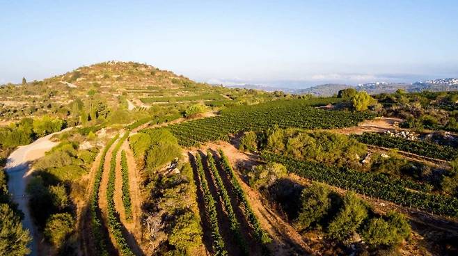 이스라엘 마테예후다 포도밭