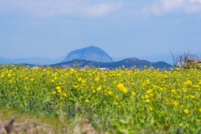 가파도의 유채꽃밭 너머로 본섬의 산방산이 보인다.