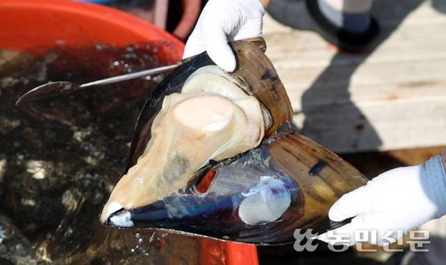 키조개 껍데기를 양손으로 잡고 책을 펼치듯 열고 있다.