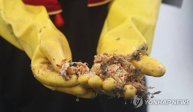 "고수온이 멍게를 삶았다" (통영=연합뉴스) 김동민 기자 = 26일 경남 통영시 한 멍게 양식 어장에서 어민이 고수온에 내장이 터져 뿌옇게 보이는 폐사한 멍게를 건지고 있다.
이 어민은 "올해는 수심 20m까지 수온이 높아 피해가 막대하다"고 말했다. 2024.8.26 image@yna.co.kr