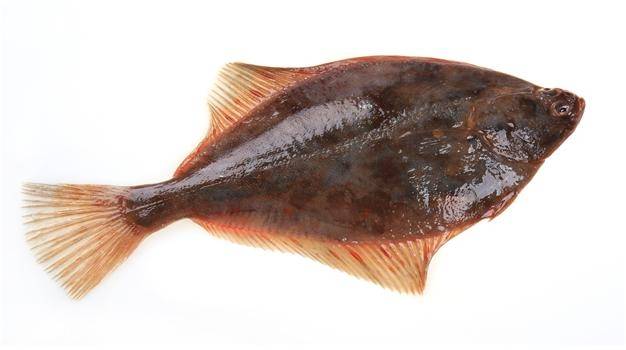 가자미 / 사진 = 해양수산부