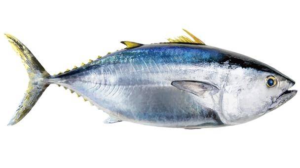 참다랑어 / 사진 = 해양수산부