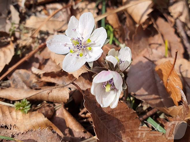 변산바람꽃. ( 국립공원공단 경주국립공원사무소 제공, 재판매 및 DB 금지) 2025.3.17/뉴스1