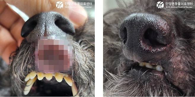 절제 후 얼굴의 큰 변형이 예상되는 흑색종 환견의 모습(왼쪽)과 전기항암치료 한달 후 모습 (동물병원 제공) ⓒ 뉴스1