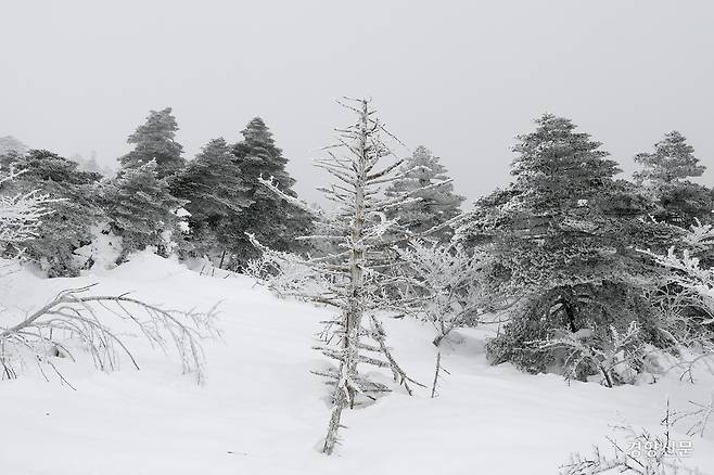 2월 19일 제주 한라산국립공원 구상나무 군락지 내 고사된 구상나무. 1907년 프랑스 식물학자 위르뱅 포리 신부가 한라산에서 구상나무를 발견해 처음 보고 했다. 구상나무의 영어 이름은 ‘코리안 퍼르(Korean Fir), 학명은 (Abies Koreana)이다. 문재원 기자