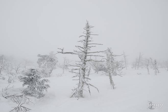 한라산 국립공원 내 구상나무 군락지. 고사한 나무가 즐비하다. 문재원 기자