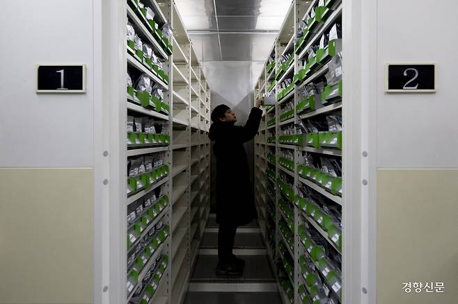 ‘시드뱅크’에서 연구원이 보관된 종자를 확인하고 있다. 수목원에는 장기저장 목적의 시드볼트(vault)와 저장과 이용 목적의 시드뱅크(Bank)가 운영되고 있다. 뱅크는 영하 20°C, 상대습도(RH) 40%가 유지되고 있다. 문재원 기자