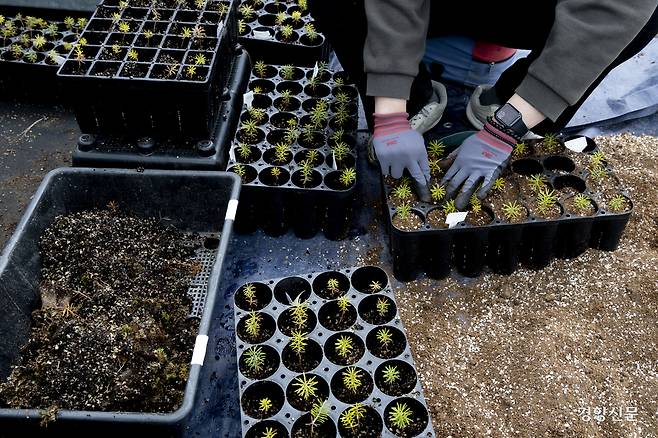연구원들이 구상나무 묘목을 살피고 있다. 문재원 기자