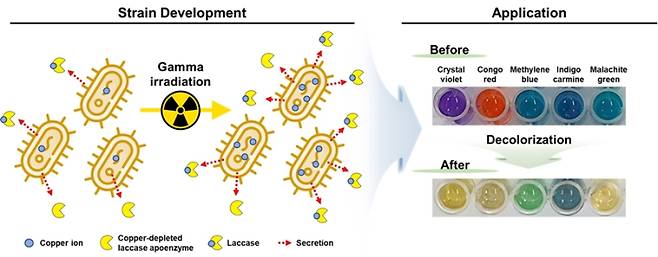 방사선으로 구리 내성과 락카아제 활성을 증진시켜 다양한 합성염료 분해 활성을 높인 연구 모식도. 한국원자력연구원