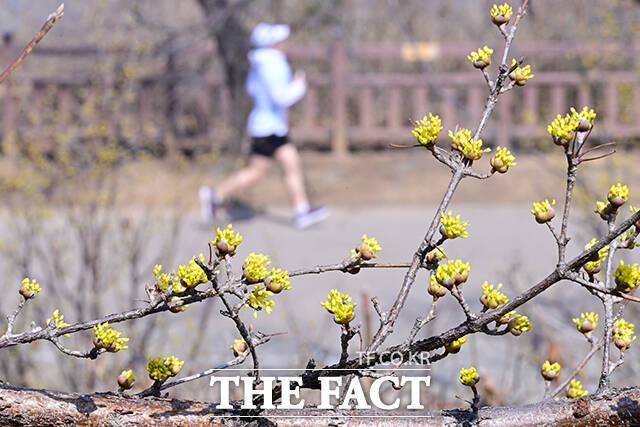 전국에 완연한 봄기운이 찾아온 21일 오후 경기도 부천시 상동호수공원에서 한 시민이 꽃망울을 터뜨린 산수유꽃 위로 러닝을 즐기고 있다. /부천=남윤호 기자