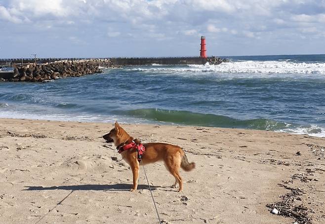 죽음의 문턱에서 구조된 맑음이는 동물병원 원장에게 입양돼 행복한 삶을 보내고 있다. (보호자 제공) ⓒ 뉴스1