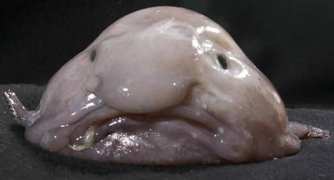 올해의 물고기로 선정된 블롭피시. /BBC