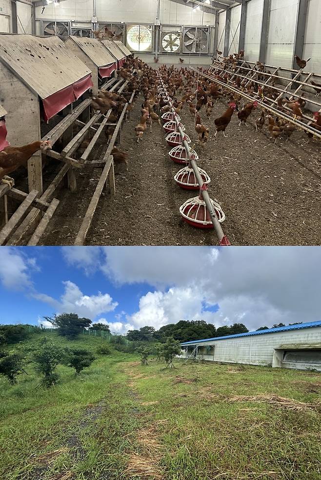 컬리가 '희소가치 프로젝트'를 통해 판매 중인 제주 구엄닭 계란을 생산하는 자연방목 양계장./사진=김아름 기자 armijjang@