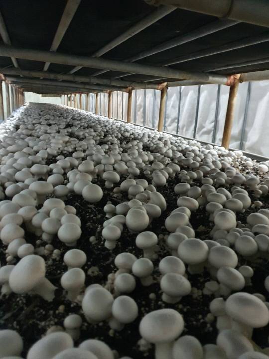 충남 부여군은 대한민국 대표적인 양송이버섯 생산지로 전국 생산량의 상당 부분을 차지하며 국내 버섯 산업을 이끌고 있다. 사진은 양송이버섯 재배현장. 조정호 기자