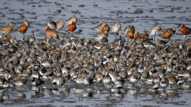 국제적 멸종위기종인 붉은어깨도요가 갯벌에서 휴식을 취하고 있다. 화성호와 매향리 갯벌은 알락꼬리마도요, 붉은어깨도요의 중요한 서식지다. 정한철 집행위원장 제공
