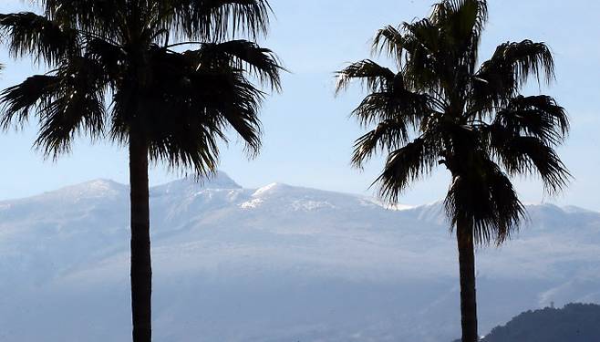 제주국제공항 야자수 뒤로 눈 쌓인 한라산이 보여 이국적인 정취를 자아내고 있다. (사진=뉴스1)