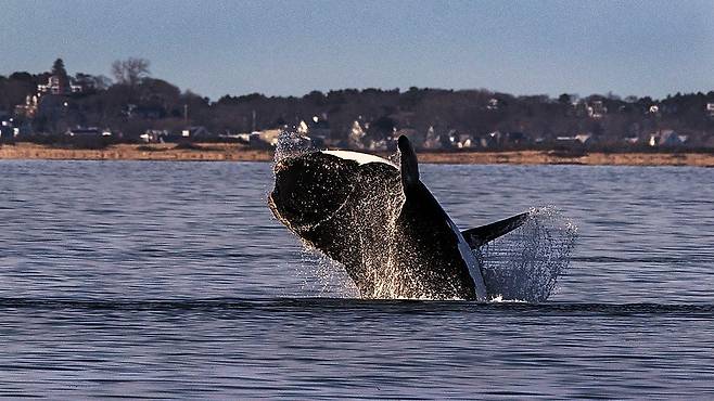 미국 코드 곶 해안의 북대서양긴수염고래