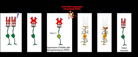 KAIST는 김진우 교수 연구팀이 포유류 망막에서 신경 재생을 유도해 퇴행성 망막질환을 치료할 수 있는 단백질과 기전을 밝혀냈다. 그림은 프록스원(PROX1) 이동 억제를 통한 망막재생 유도 기전 모식도.