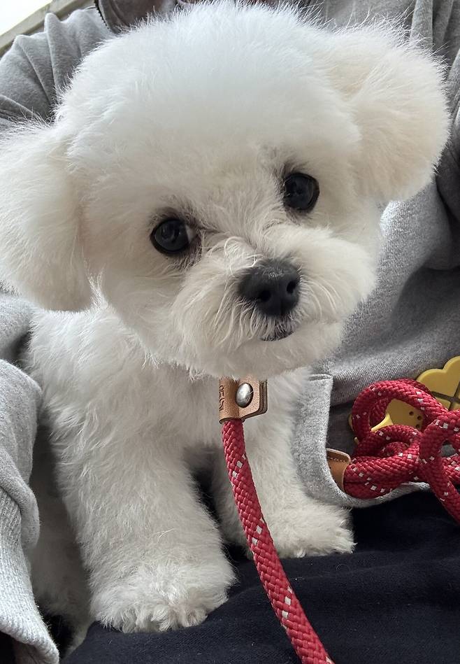 IMG_2192.jpeg 우리 강아지 배냇털 미용해따