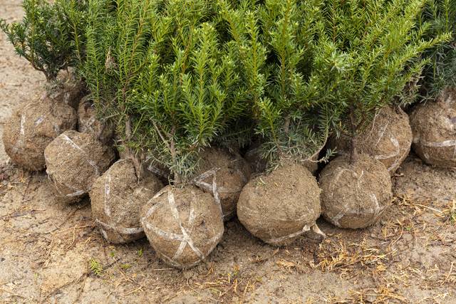 산림·식물 보호 분야 국가기술자격 응시인원이 최근 5년간(2020~2024년) 지속 증가한 것으로 나타났다. 사진은 기사의 특정 사실과 관련 없음. 이미지투데이