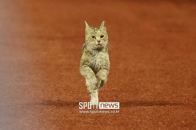 ▲ 잠실 고양이 ⓒ곽혜미 기자