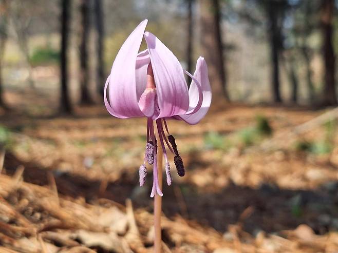 국립수목원에 예년보다 늦게 피어나 봄을 알리는 얼레지. 국립수목원 제공