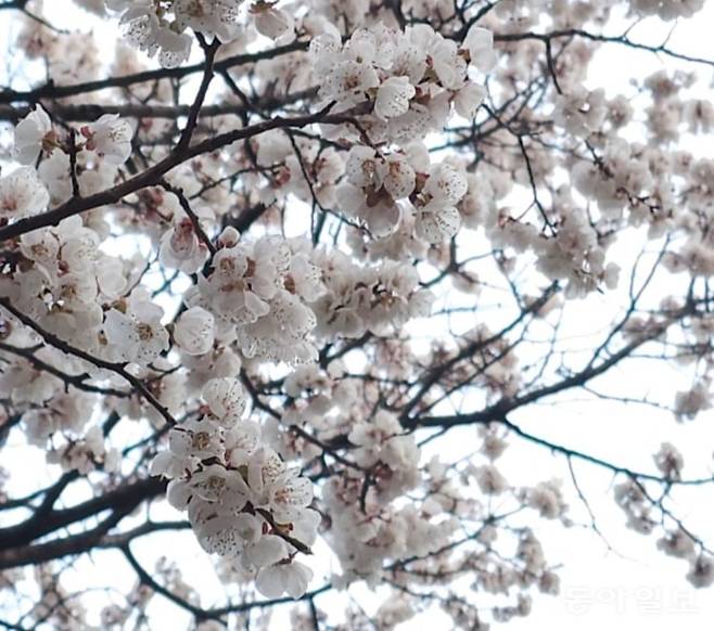 4일 서울에 핀 벚꽃.