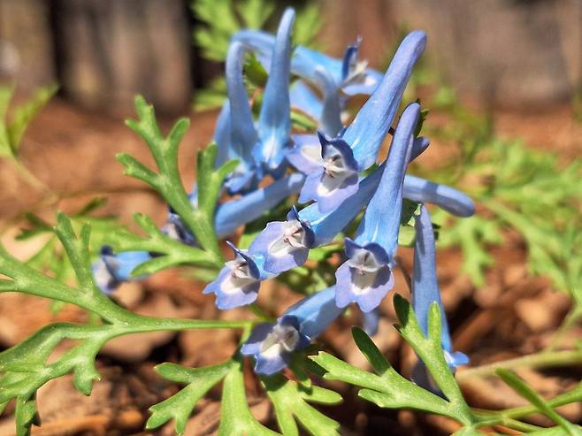 국립수목원에 피어난 현호색. 국립수목원 제공