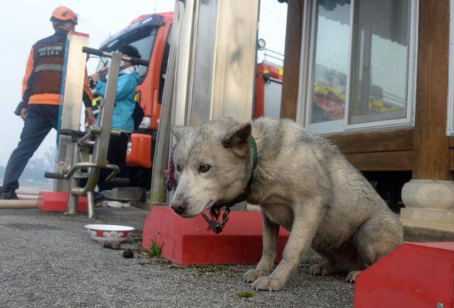 전북 정읍시 소성면에서 발생한 산불이 인근 마을까지 번진 지난달 25일 임시소방본부 한편에 구조된 개가 재를 뒤집어쓴 채 보호자를 기다리고 있다. 정읍=뉴시스