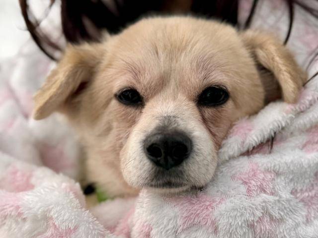 활동가 품에 폭 안겨 있는 온달이. 동물보호단체 네스트 제공