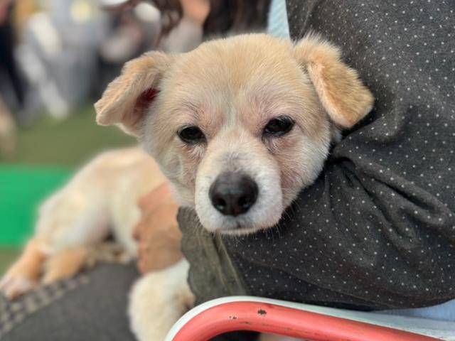 처음 보는 사람도 잘 따르는 온달이. 동물보호단체 네스트 제공