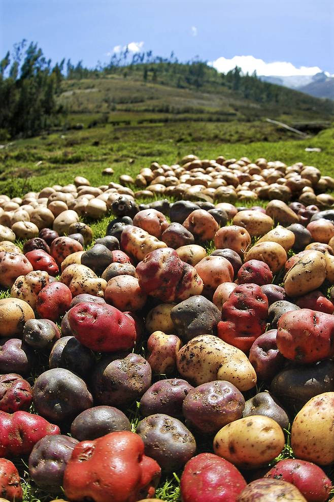 페루감자. /사진= 페루수출관광진흥청