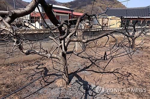 의성에서 시작된 '경북산불'이 영덕까지 번진 가운데 31일 영덕군 지품면 복곡리 한 과수원 복숭아나무가 불에 타거나 그을려 있다. 연합뉴스