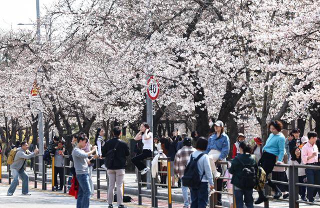지난 6일 서울 영등포구 여의도 윤중로를 찾은 시민들이 개화한 벚꽃을 감상하고 있다. 뉴스1