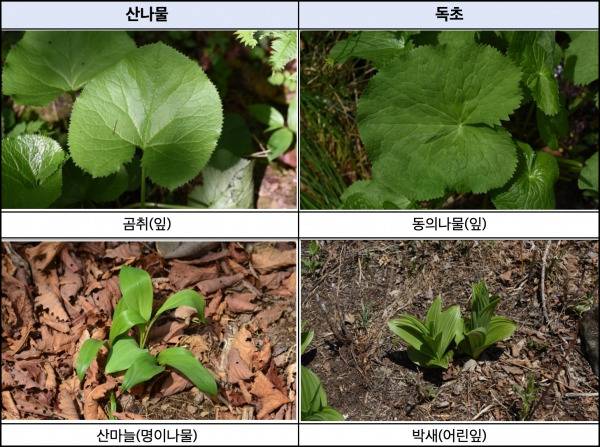 식용 나물인 곰취와 산마늘, 독초인 동의나물과 박새의 생김새. 산림청 국립수목원 제공