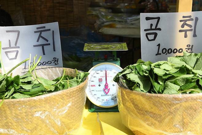 곰취. 클립아트코리아 제공