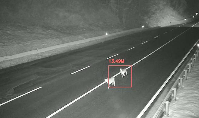 동물 찻길 사고 예방 및 모니터링 시스템을 통해 도로에 출현한 고라니들을 감지하고 있다. 포스코DX 제공
