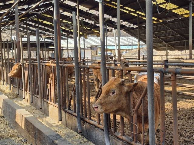 경북 영덕군 영덕읍 매정리에서 한우를 키우는 이구식씨(70)의 축사 내부. 살아남은 소의 눈과 코에 입은 화상이 뚜렷하다.