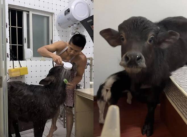 중국의 한 임대 주택에서 물소를 키우는 권투 선수 출신 30세 남성 천모씨의 이야기가 현지에서 큰 관심을 받았다. /사진=더우인(@牛魔王?)