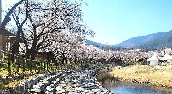 벚꽃 만발한 충주 수안보(사진=독자 제공) *재판매 및 DB 금지