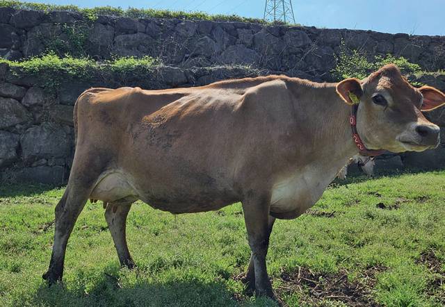 <저지>종 젖소. <홀스타인>종에 비해 체구가 작아 우유 생산량은 적지만 유지방·유단백 함량이 높아 유가공품 제조에 유리하다.
